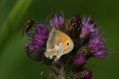 Engringvinge (Coenonympha pamphilus)