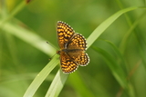 Marimjellerutevinge (Melitaea athalia)