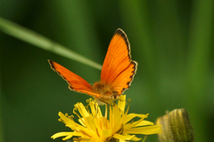 Oransjegullvinge (Lycaena virgaureae)