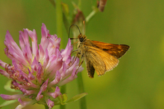 Engsmyger (Ochlodes sylvanus)