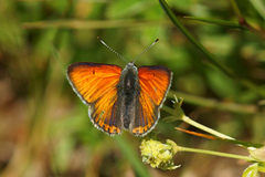 Purpurgullvinge (Lycaena hippothoe)