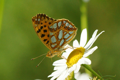 Sølvkåpe (Issoria lathonia)