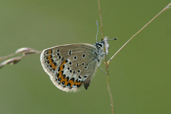 Idasblåvinge (Plebejus idas)