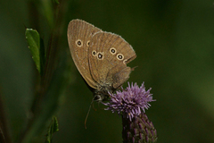 Gullringvinge (Aphantopus hyperantus)