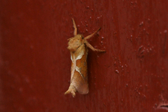 Rød roteter (Triodia sylvina)