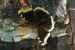 Sørgekåpe (Nymphalis antiopa)