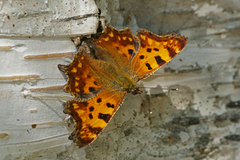 Hvit c (Polygonia c-album)