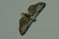 Burotdvergmåler (Eupithecia succenturiata)