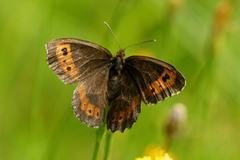 Fløyelsringvinge (Erebia ligea)