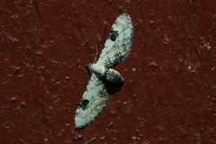 Hvit dvergmåler (Eupithecia centaureata)