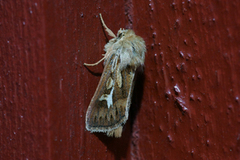 Gressmarkfly (Cerapteryx graminis)