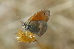 Engringvinge (Coenonympha pamphilus)