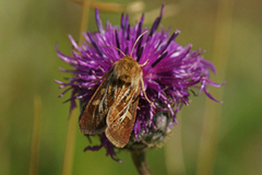 Gressmarkfly (Cerapteryx graminis)