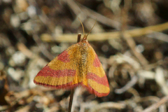 Purpurmåler (Lythria cruentaria)