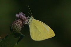 Liten kålsommerfugl (Pieris rapae)