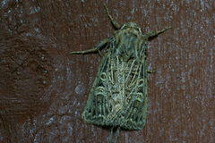 Hvitribbet åkerfly (Tholera decimalis)