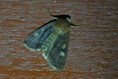 Gulflekkbakkefly (Xestia xanthographa)