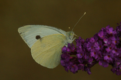 Stor kålsommerfugl (Pieris brassicae)