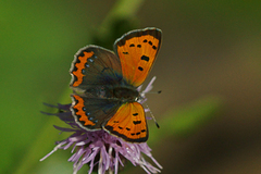 Ildgullvinge (Lycaena phlaeas)