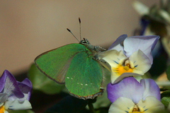 Grønnstjertvinge (Callophrys rubi)