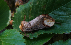 Oksehodespinner (Phalera bucephala)