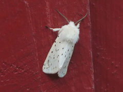 Punkttigerspinner (Spilosoma lubricipeda)