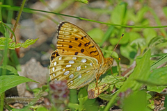 Aglajaperlemorvinge (Argynnis aglaja)