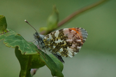 Aurorasommerfugl (Anthocharis cardamines)