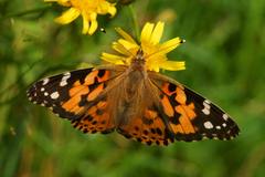 Tistelsommerfugl (Vanessa cardui)