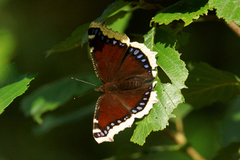 Sørgekåpe (Nymphalis antiopa)