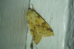 Blekt gulfly (Xanthia icteritia)