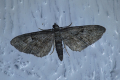 Augustdvergmåler (Eupithecia pusillata)