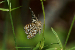 Rutemåler (Semiothisa clathrata)