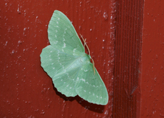 Kjempebladmåler (Geometra papilionaria)