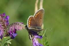 Sankthansblåvinge (Aricia artaxerxes)