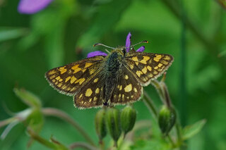 Gulflekksmyger (Carterocephalus palaemon)
