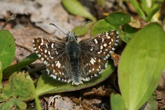 Bakkesmyger (Pyrgus malvae)