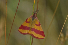 Purpurmåler (Lythria cruentaria)