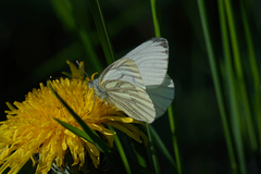 Rapssommerfugl (Pieris napi)