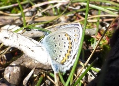 Idasblåvinge (Plebejus idas)