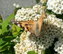 Tistelsommerfugl (Vanessa cardui)