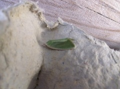 Dvergbåtfly (Earias clorana)