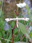 Hestehovfjærmøll (Platyptilia gonodactyla)