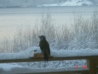 Gråspett (Picus canus)