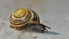 Hagesnegl (Cepaea hortensis)