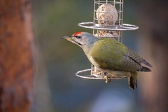 Gråspett (Picus canus)