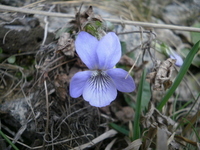 Skogfiol (Viola riviniana)