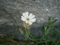 Strandsmelle (Silene uniflora)