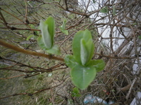 Vivendel (Lonicera periclymenum)