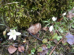 Hvitveis (Anemone nemorosa)